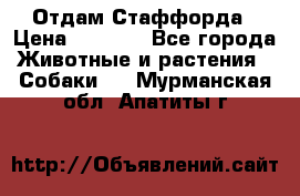 Отдам Стаффорда › Цена ­ 2 000 - Все города Животные и растения » Собаки   . Мурманская обл.,Апатиты г.